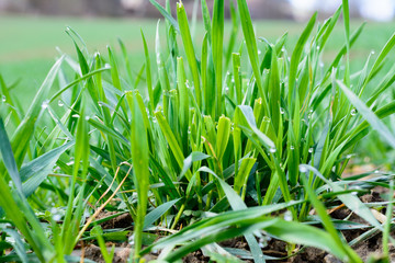 Grünes Gras mit Wassertropfen nach Regen