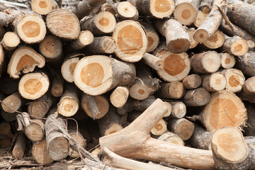 Stacked teak tree wood logs background
