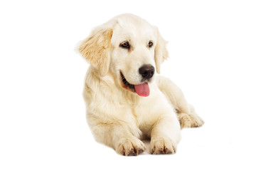 Golden Retriever looking