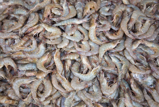 fresh shrimp