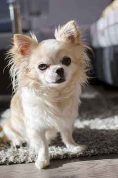 Sitting chihuahua