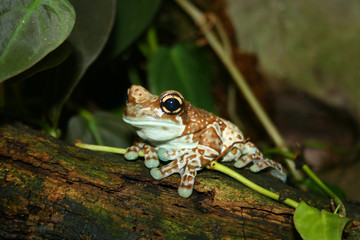 frog