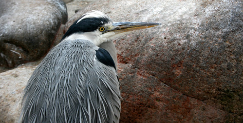 Fischreiher