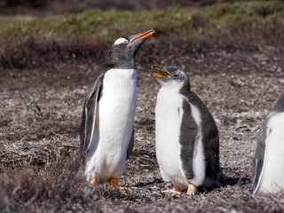 Gentoo penguin, Pygoscelis Papua, nests in large colonies, Falkland islands