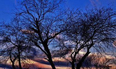 Silhouette of ominous looking trees with the Beauty of the Arizona sunset in the background.