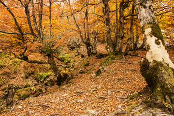 Obraz premium Beech forest 