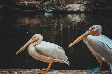 two pelecanus philippensis at giza zoo, egypt