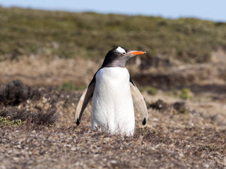 Gentoo penguin, Pygoscelis Papua, nests in large colonies, Falkland islands