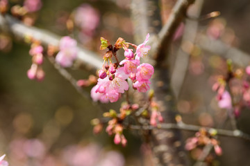 河津桜　咲き始め