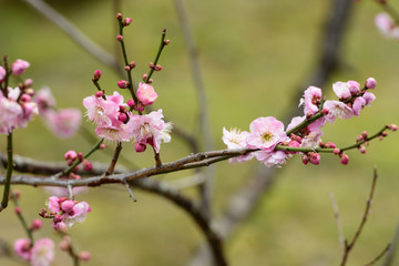 梅の花　京都府立植物園