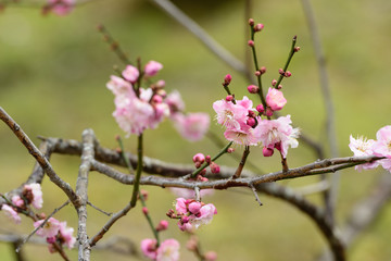 梅の花　京都府立植物園