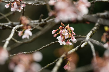寒桜　咲き始め