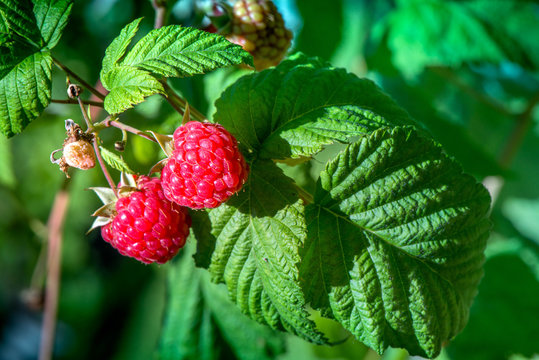 Macro shot of a group of fresh and ripe raspberries in a fruit garden on a sunny day on a green background

