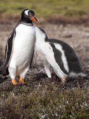 Gentoo penguin, Pygoscelis Papua, feed the chick, Falkland Islands