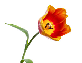 tulip  on white background