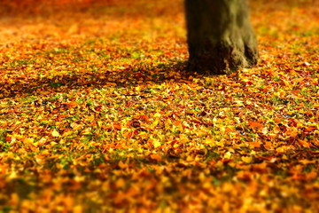 地面に落ちた落葉