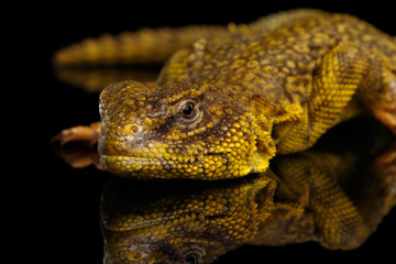 Yellow Uromastyx Lizard on Isolated black reflective background