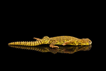 Fototapeta premium Yellow Uromastyx Lizard on Isolated black reflective background