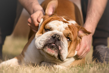 Man Petting Cute English Bulldog