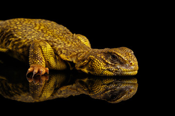 Fototapeta premium Yellow Uromastyx Lizard on Isolated black reflective background
