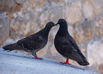 two pigeons in love