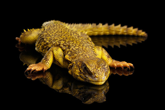 Yellow Uromastyx Lizard on Isolated black reflective background