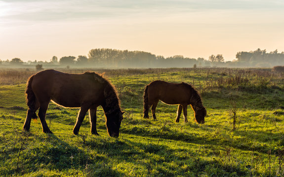 Backlight picture of two Icelandic horses at sunset
