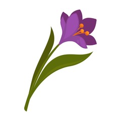 Obraz premium Spring violet crocus flower with green leaves isolated on white