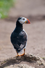 Puffin big