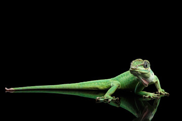 Fototapeta premium Knight anole Green lizard on Isolated Black Background