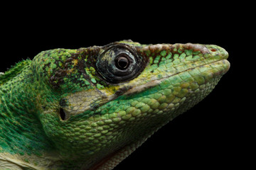 Knight anole Green lizard on Isolated Black Background