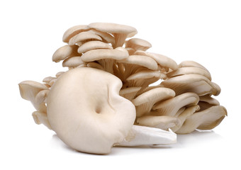 Oyster mushroom isolated on the white background