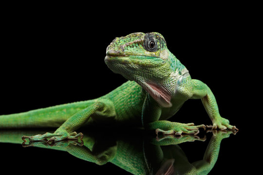 Knight anole Green lizard on Isolated Black Background