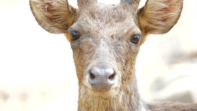 Sambar Deer or Rusa Unicolor looking for caution, lifeguard instinct of animals.