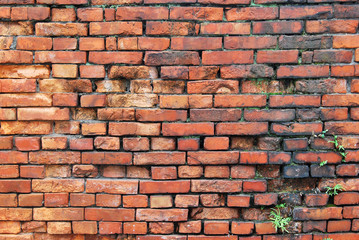 Red brick wall background. There are some grass in the cracks of the bricks.