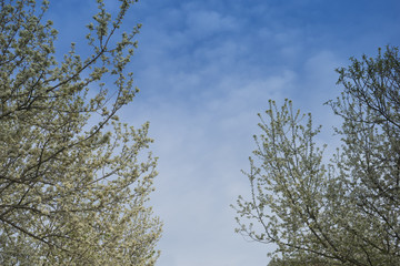 Cherry Blossoms in the spring, and blue sky in the background