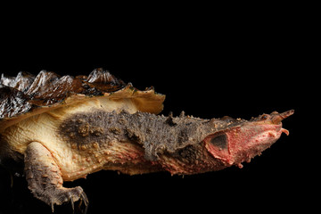 Obraz premium Mata mata Turtle, Chelus fimbriata on isolated Black Background