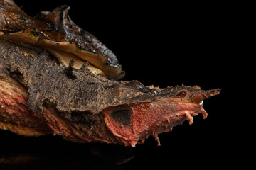 Mata mata Turtle, Chelus fimbriata on isolated Black Background