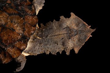 Fototapeta premium Mata mata Turtle, Chelus fimbriata on isolated Black Background