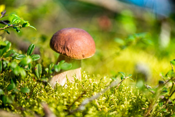 Picking mushrooms and cranberries in forest in early autumn. Last sunny summer days. Mushrooms and berries are growing in warm green, thick, wet moss layer. Perfect weather for outdoor activities. 