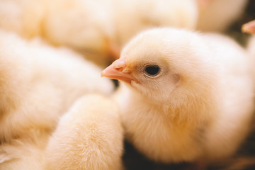 Baby chicken in farm