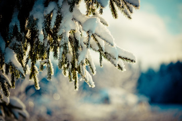 Winter branch covered with snow