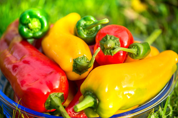 Summer harvest. Freshly picked, red, green and yellow sweet peppers, laying in grass in garden. Healthy eating, fresh food, vegetables, vitamins, diet, fitness. Making fresh salads for dinner. Tasty