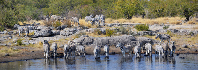 Animals in Etosha National Park