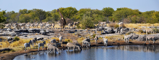 Animals in Etosha National Park - obrazy, fototapety, plakaty