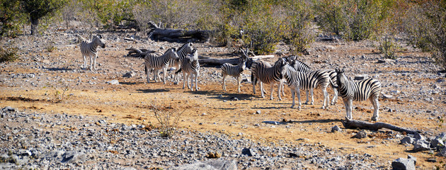 Fototapeta na wymiar Antelope in Etosha National Park