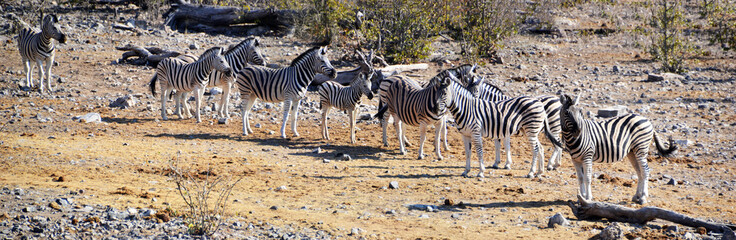 Fototapeta na wymiar Zebra in Etosha National Park