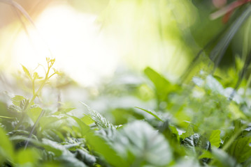 Jiaogulan , miracle grass  on natural blurred background
