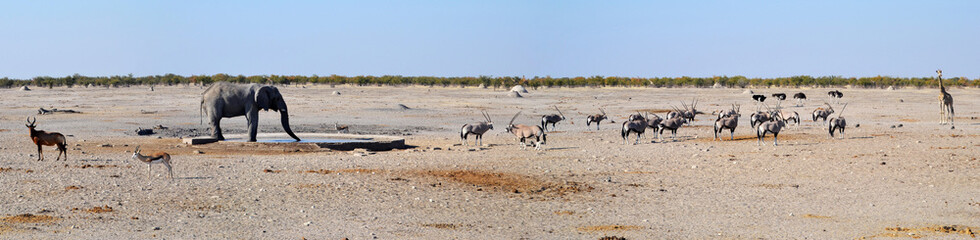 Animals in Etosha National Park