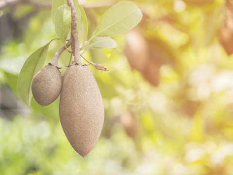 Young sapodilla fruit in an organic garden